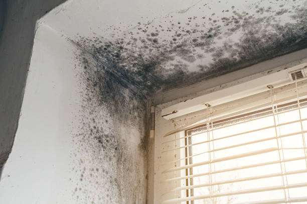 Affordable Commercial Mold Remediation solutions in Mathews, VA